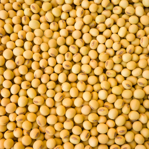 Cedar County Coop The History of Soybeans